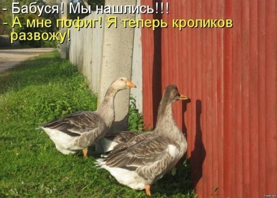 Гуси смешные надписи