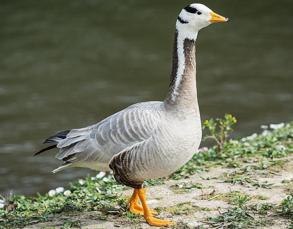 Горный Гусь (Anser indicus)