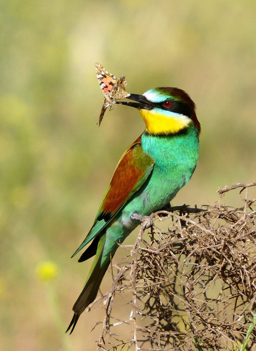 Птицы вредители
