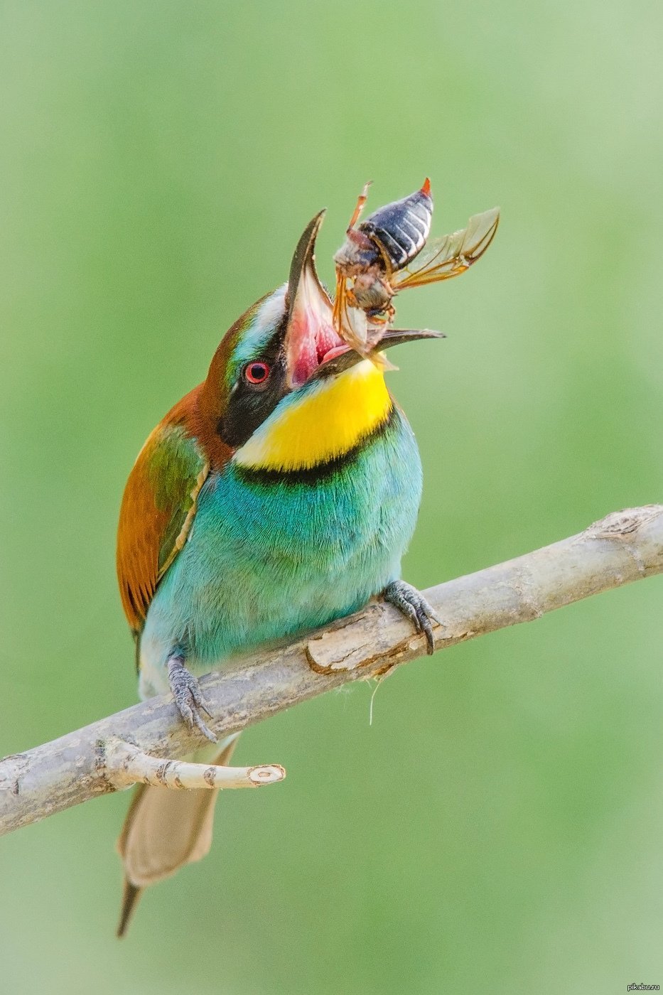 Дрозд пчелоед