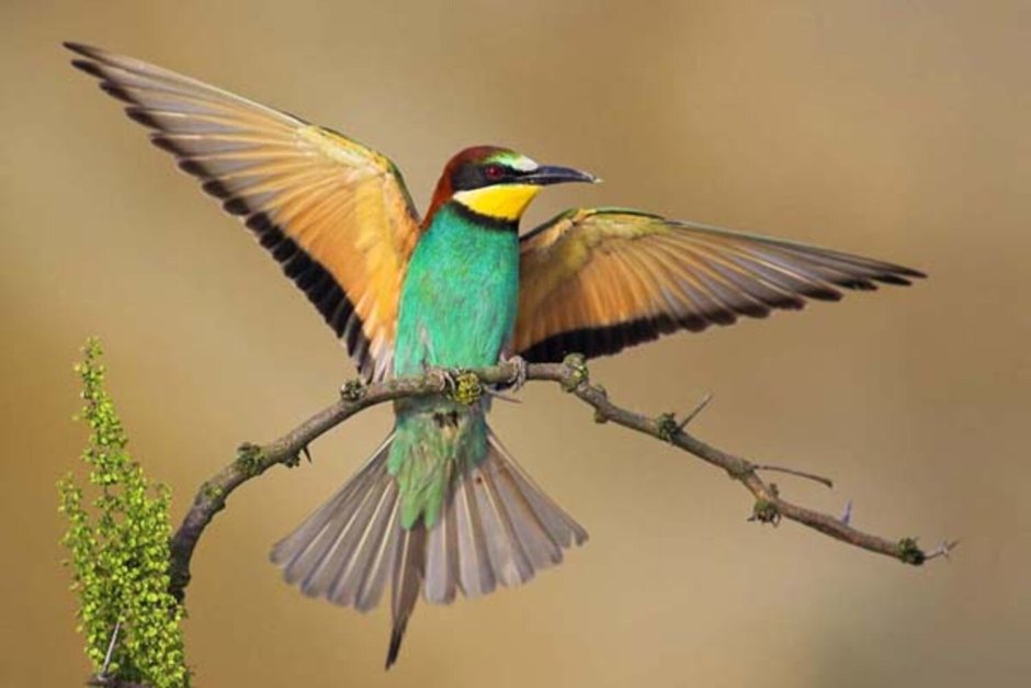 Золотые щурки птицы