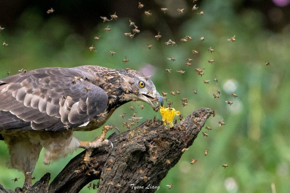 Осоед птица