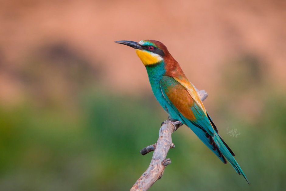 Щурка самка