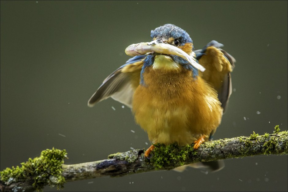 Подсолнухи и птицы