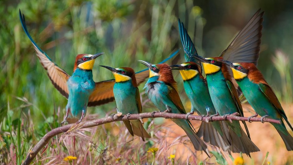 Птичка золотистая щурка