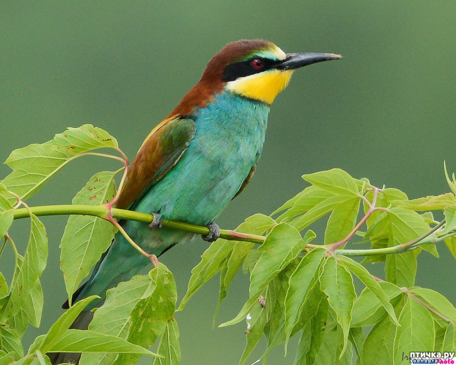 Щурка пчелоедка