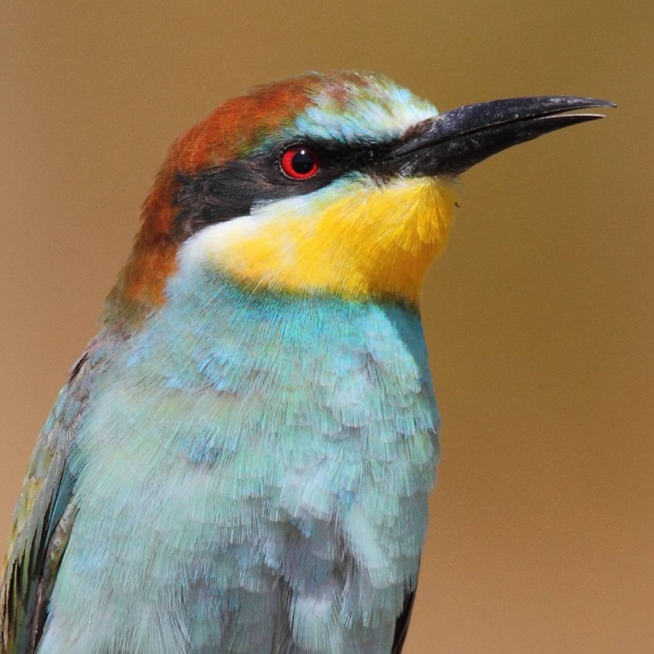 Щурка пчелоедка