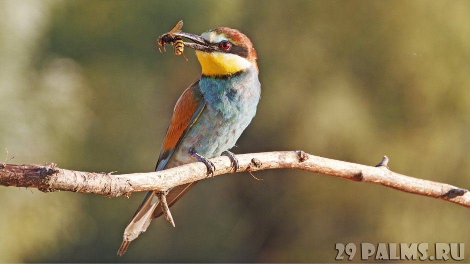 Золотистая щурка