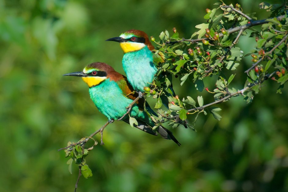 Щурка пчелоедка