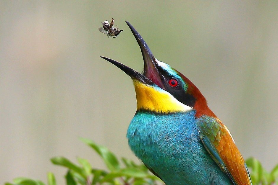 Птица которая ест пчел