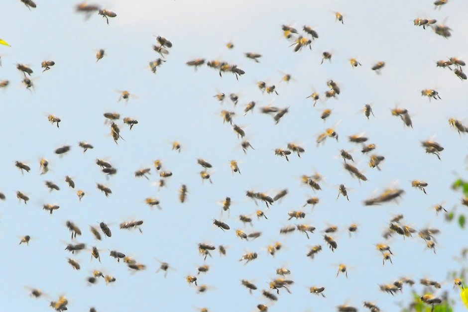 Птицы питающиеся орехами