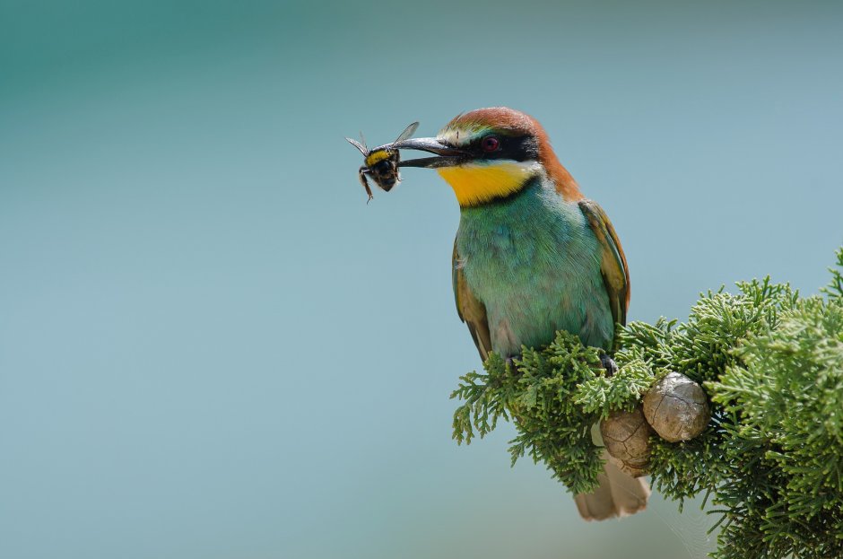 Жук пчелоед