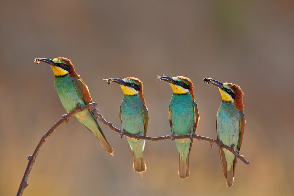 Птица щурка Африканская