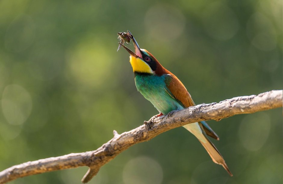 Красота природы птицы рыбки