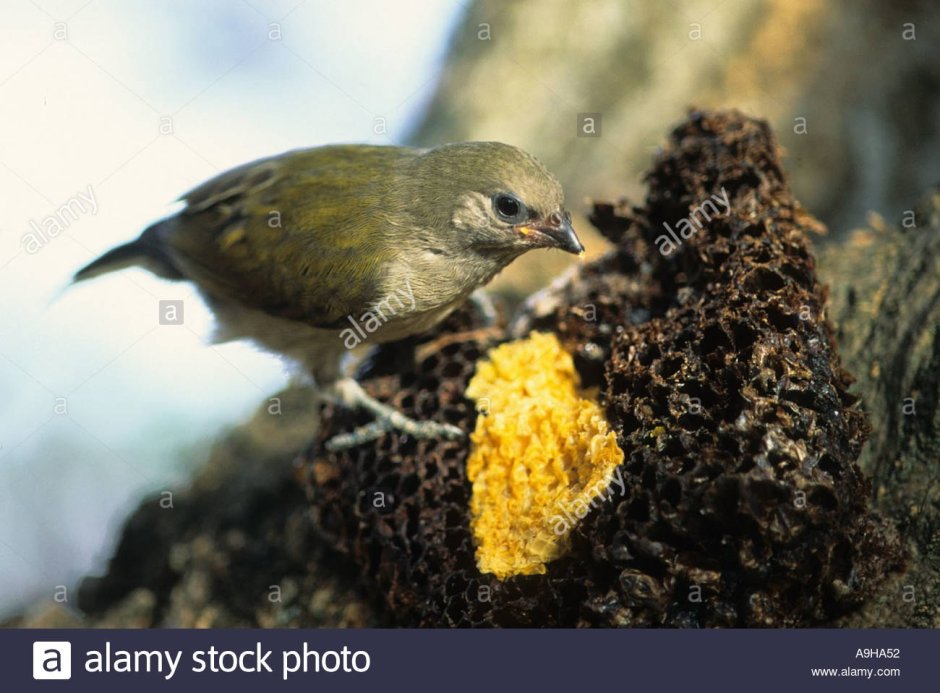 Стая золотистых щурок