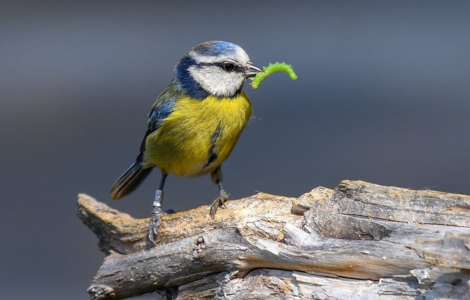 Синица-лазоревка питание