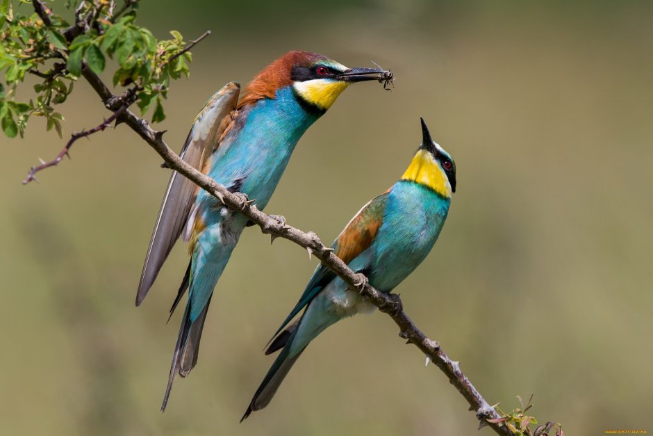 Щур пчелоед