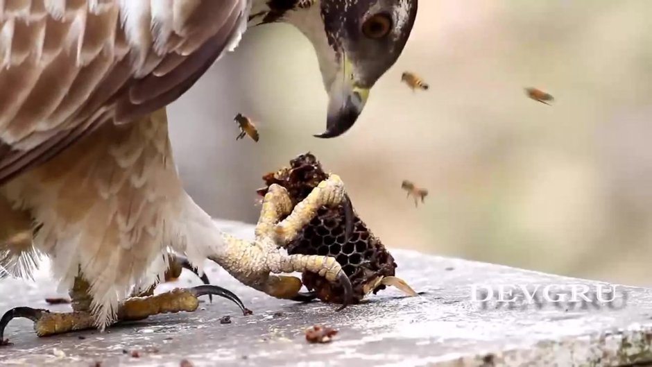 Колибри дивный Шпательтэил