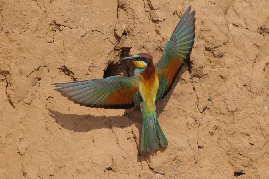 Птичка щурка