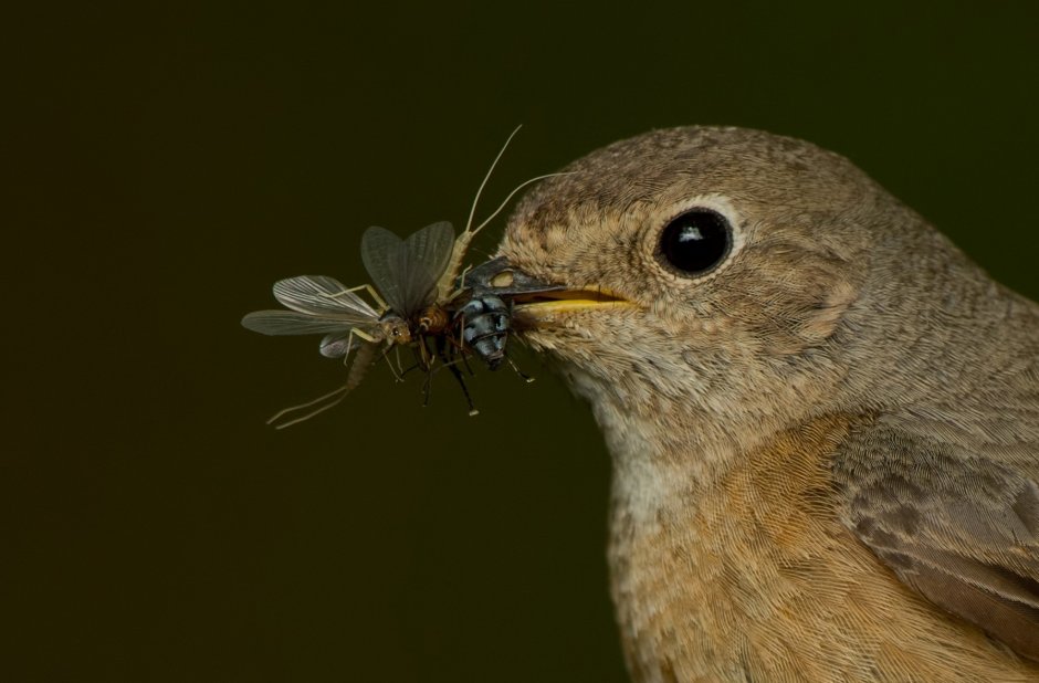 Птицы с семечками