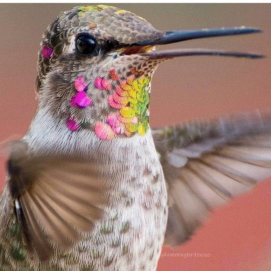 Размер птички Колибри