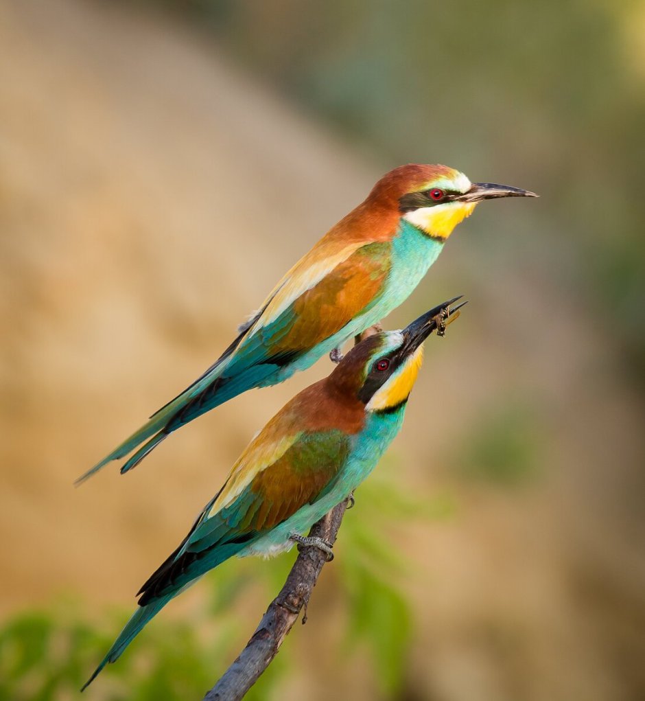 Пчелоед щурка золотистая