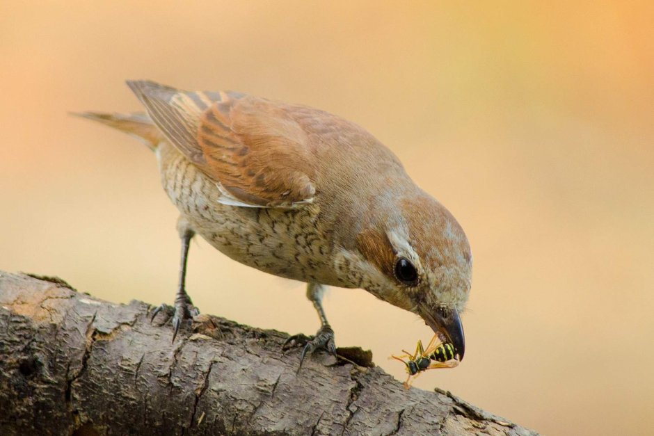 Птицы едят насекомых