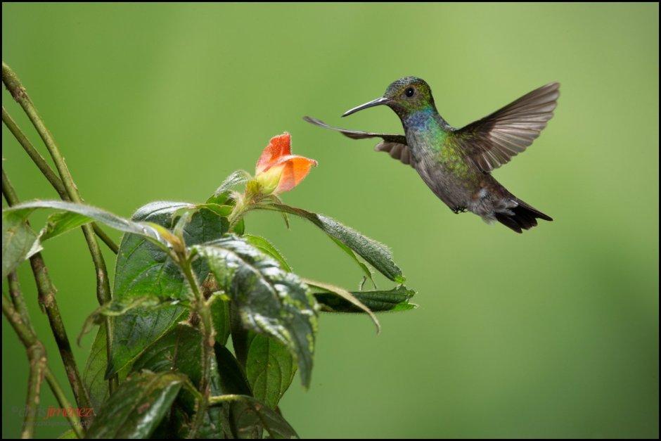 Шмель Колибри насекомое