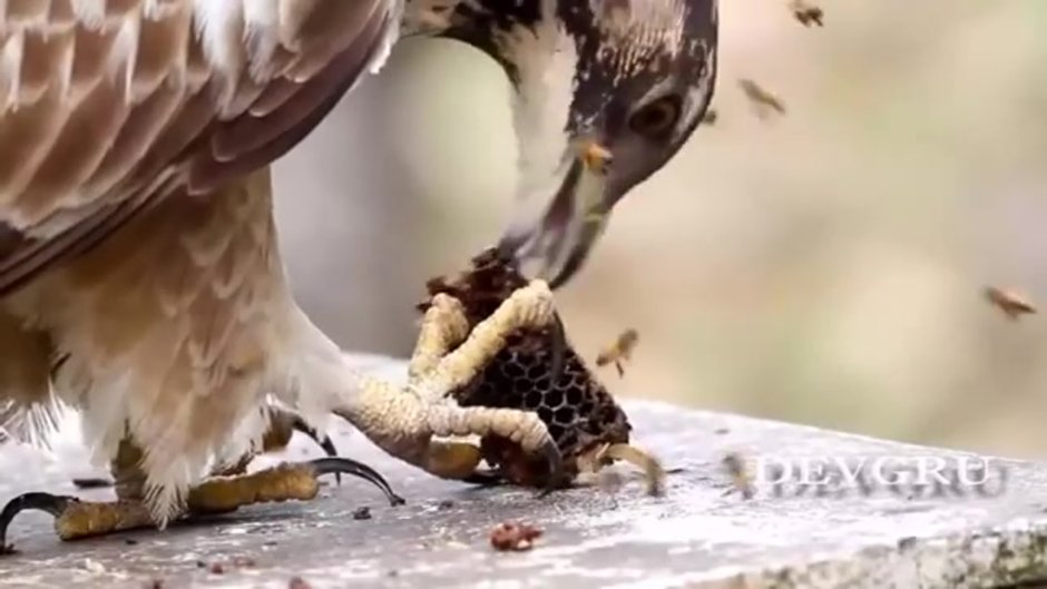 Рой пчел летит