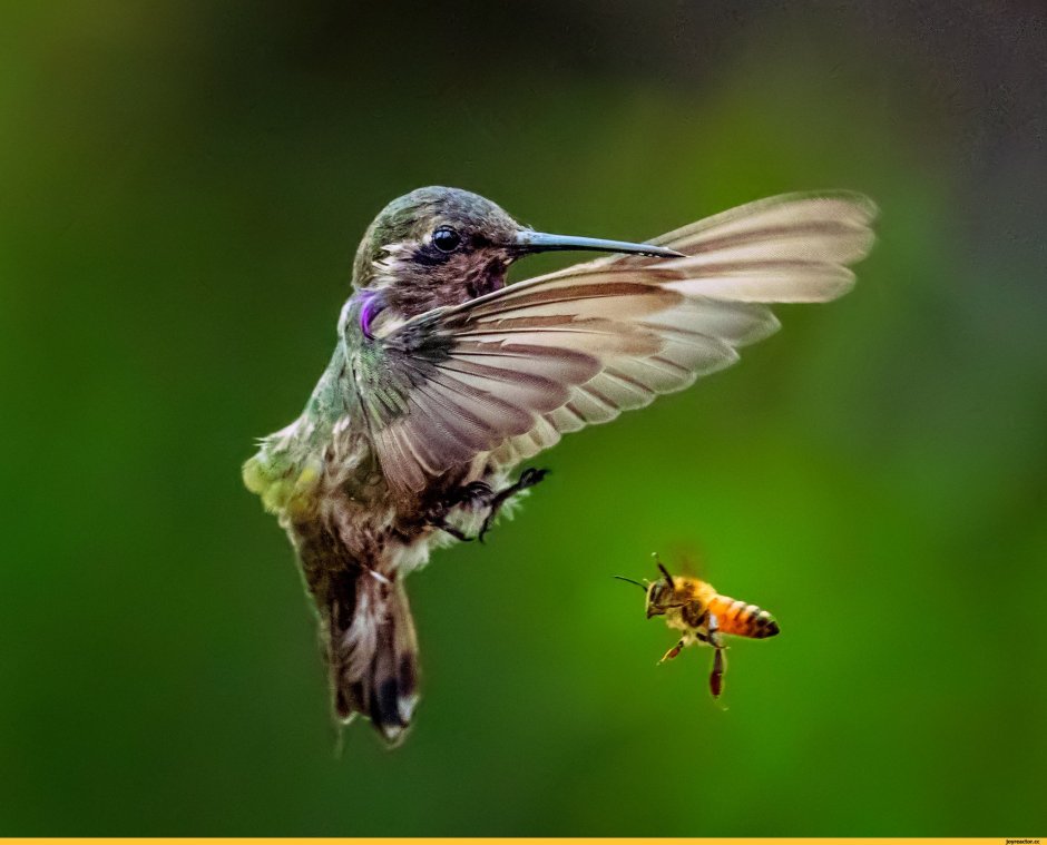 Птицы и насекомые