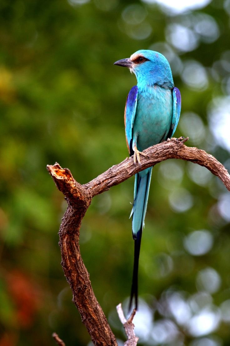 Птица бирюзового цвета