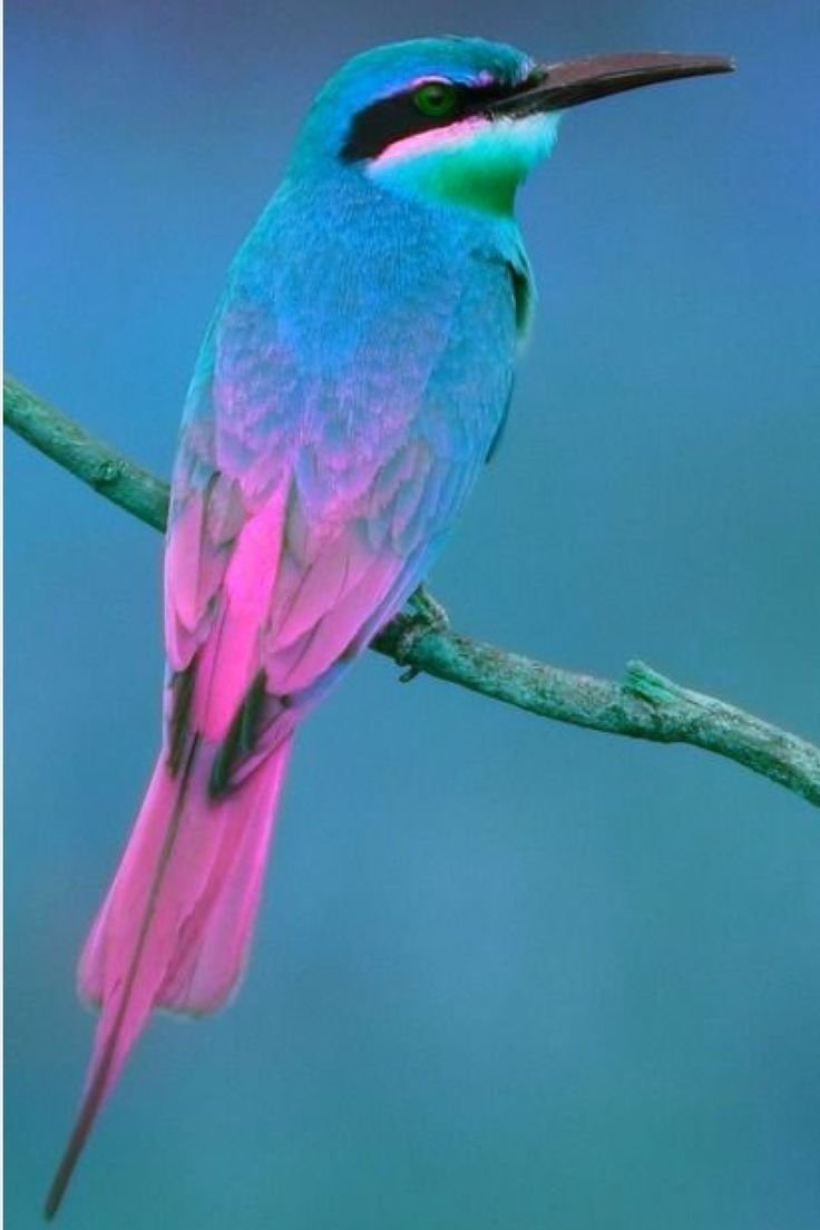 Бирюзовая птица