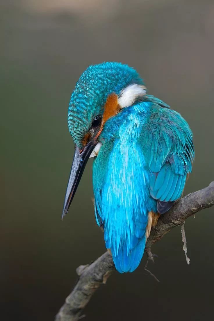 Зимородок Кингфишер