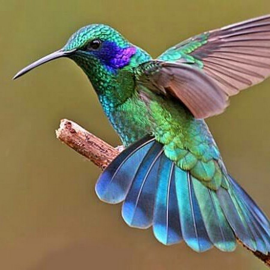 Птица цвета морской волны