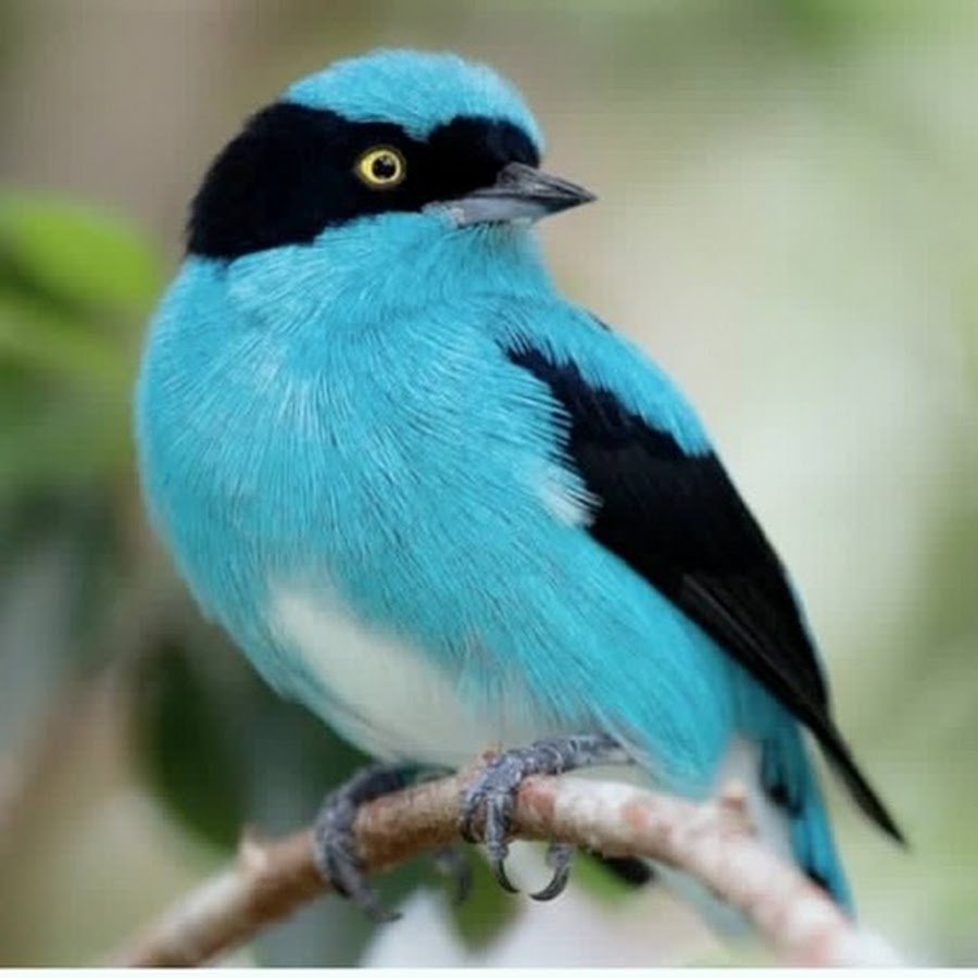 Голубая танагра