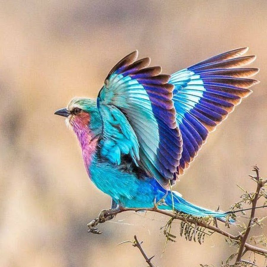 Сиалия Лазурная птица