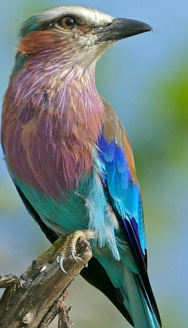 Бенгальская сизоворонка