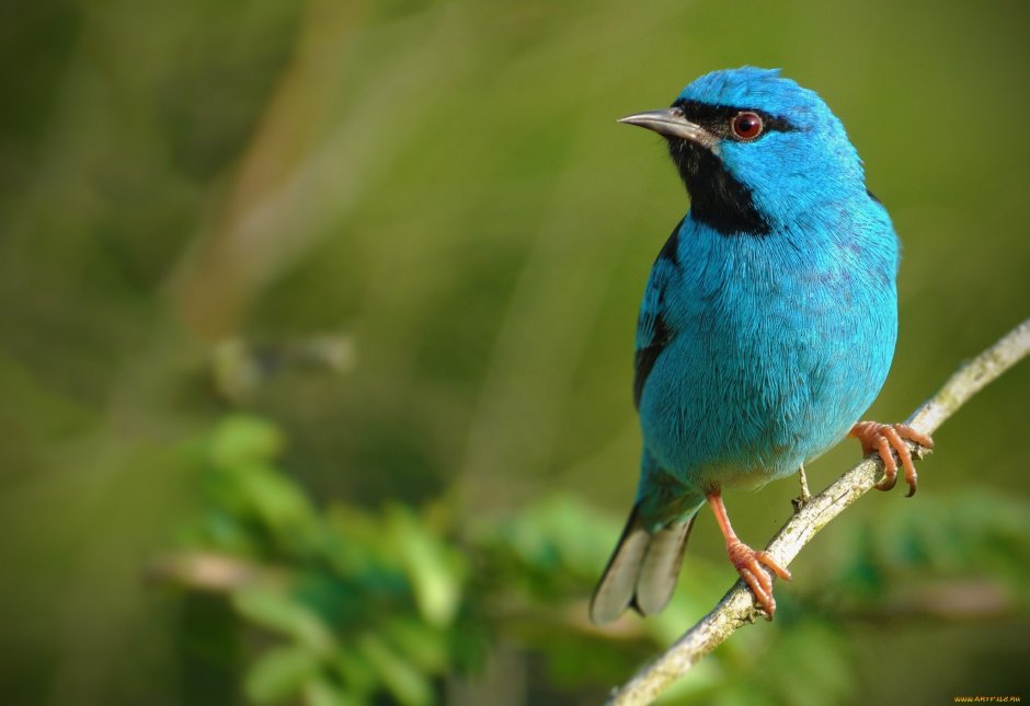 Синий Дакнис птица