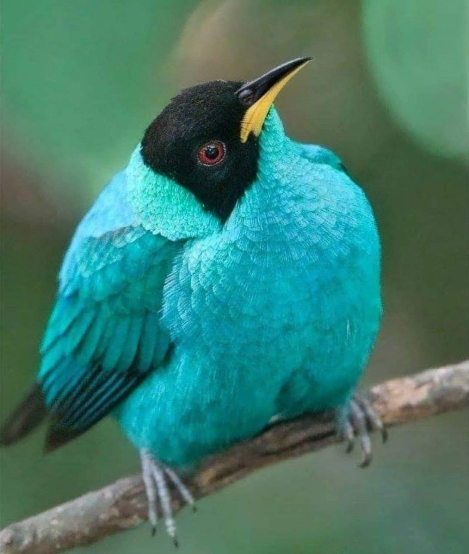 Бирюзовая птица