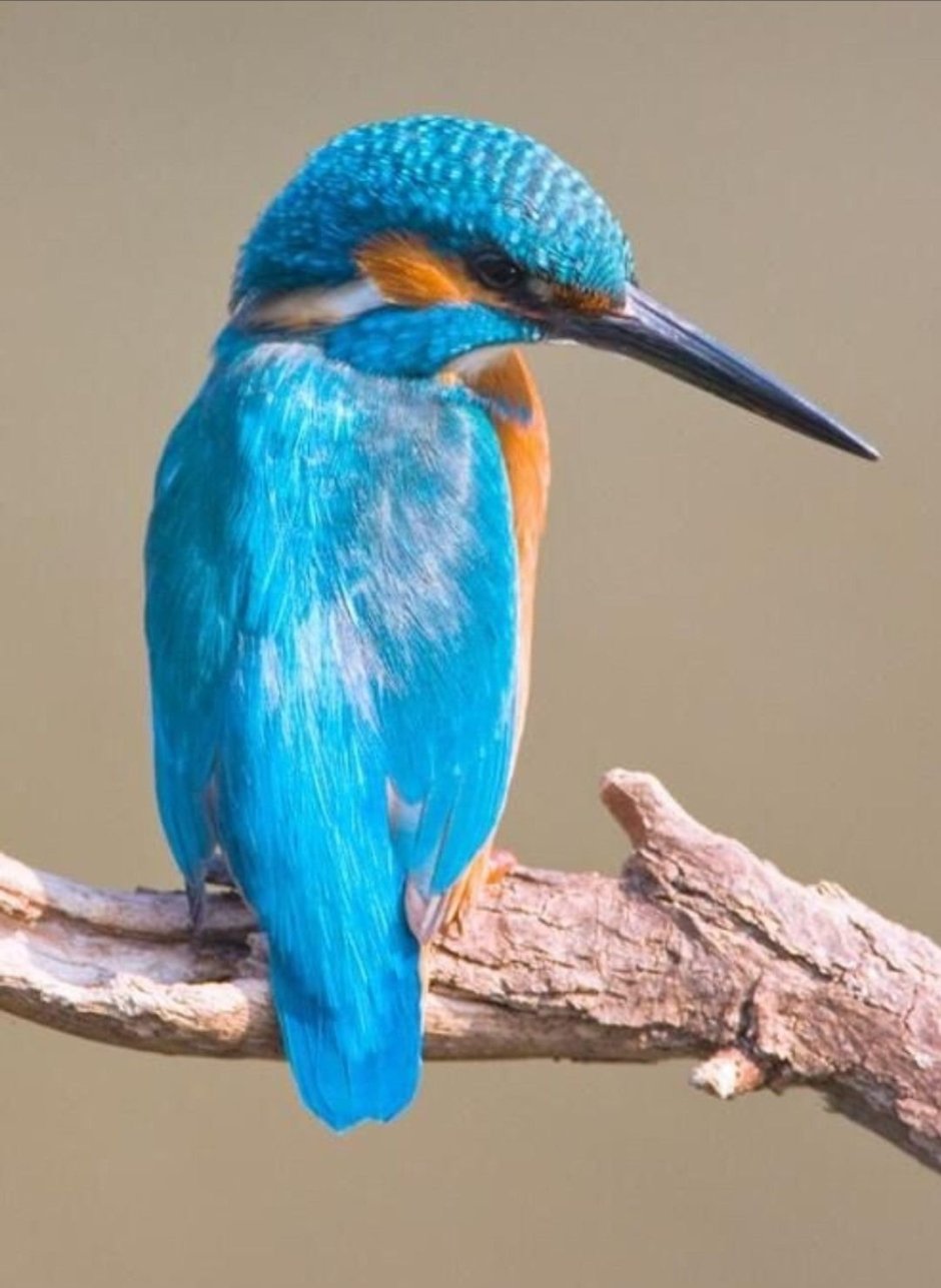 Малый голубой Зимородок