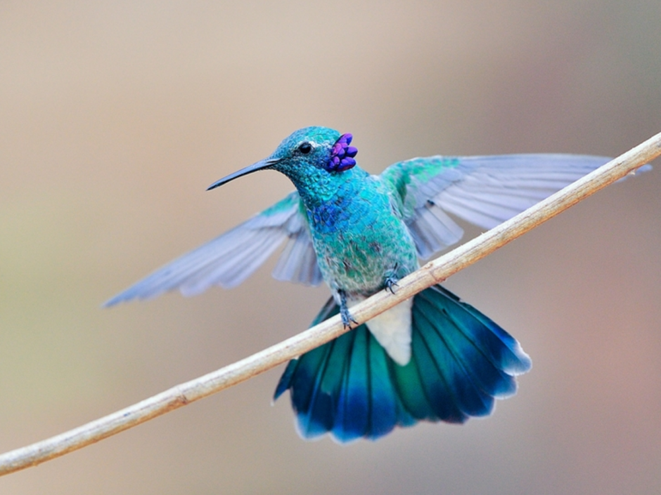 Бирюзовая Колибри