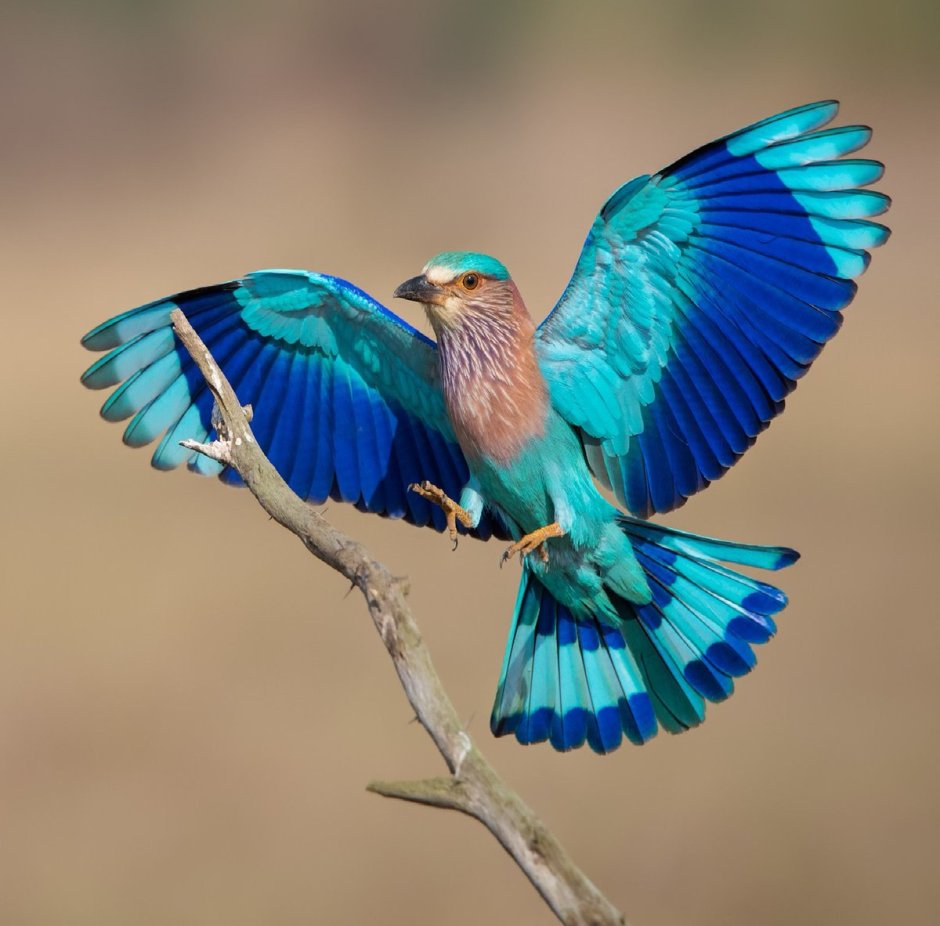 Ракша сизоворонка