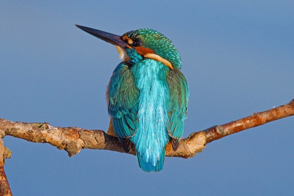 Птица с голубыми крыльями