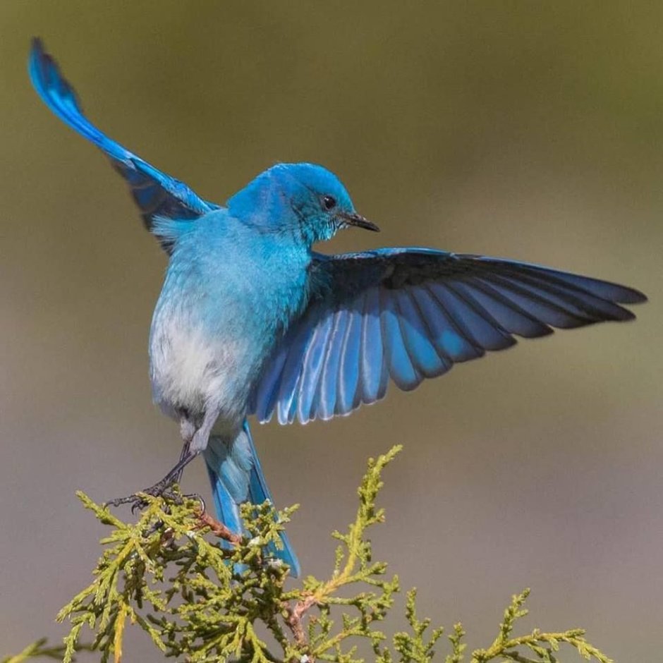 Сиалия Лазурная птица