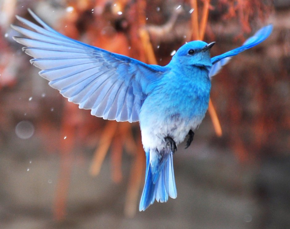 Голубая канарейка птица