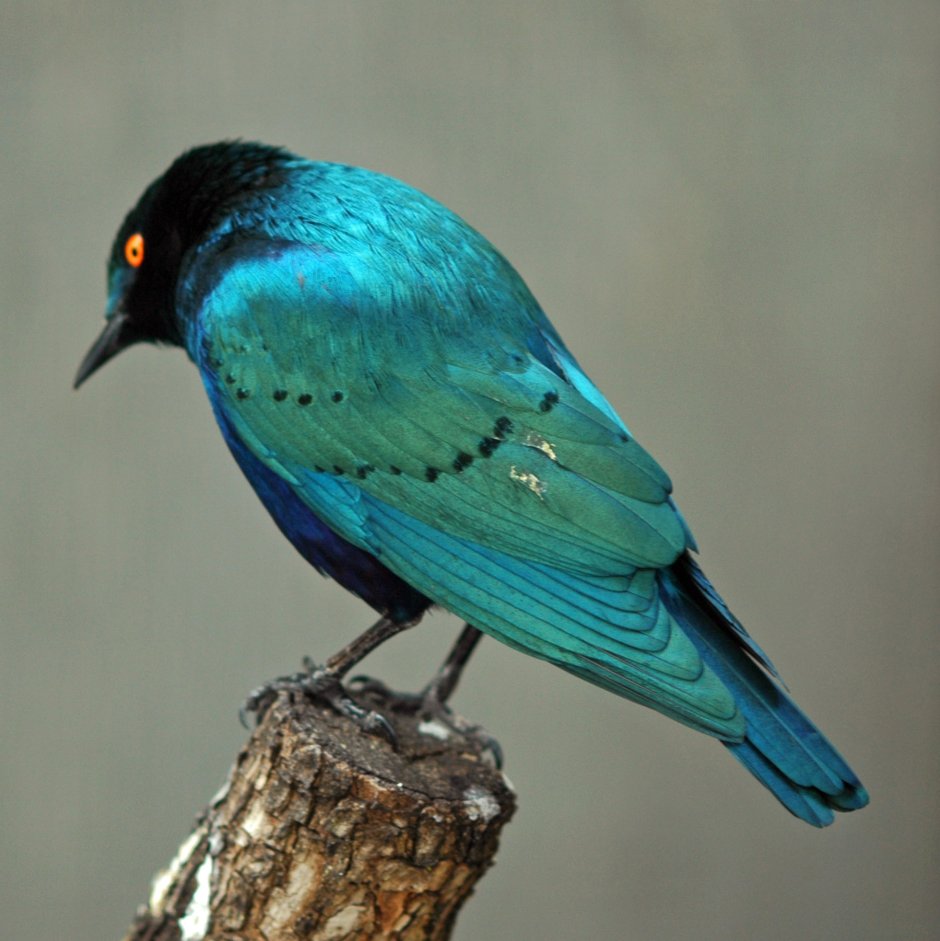 Яркие птицы