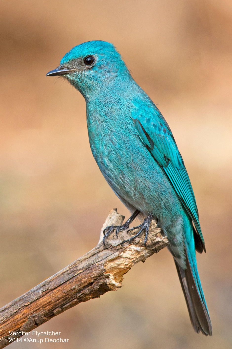 Маленькая птица голубого цвета