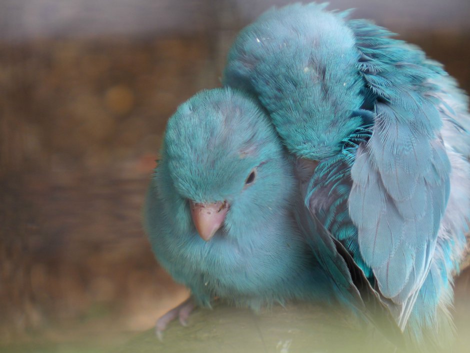 Волнистый попугайчик бирюзовый