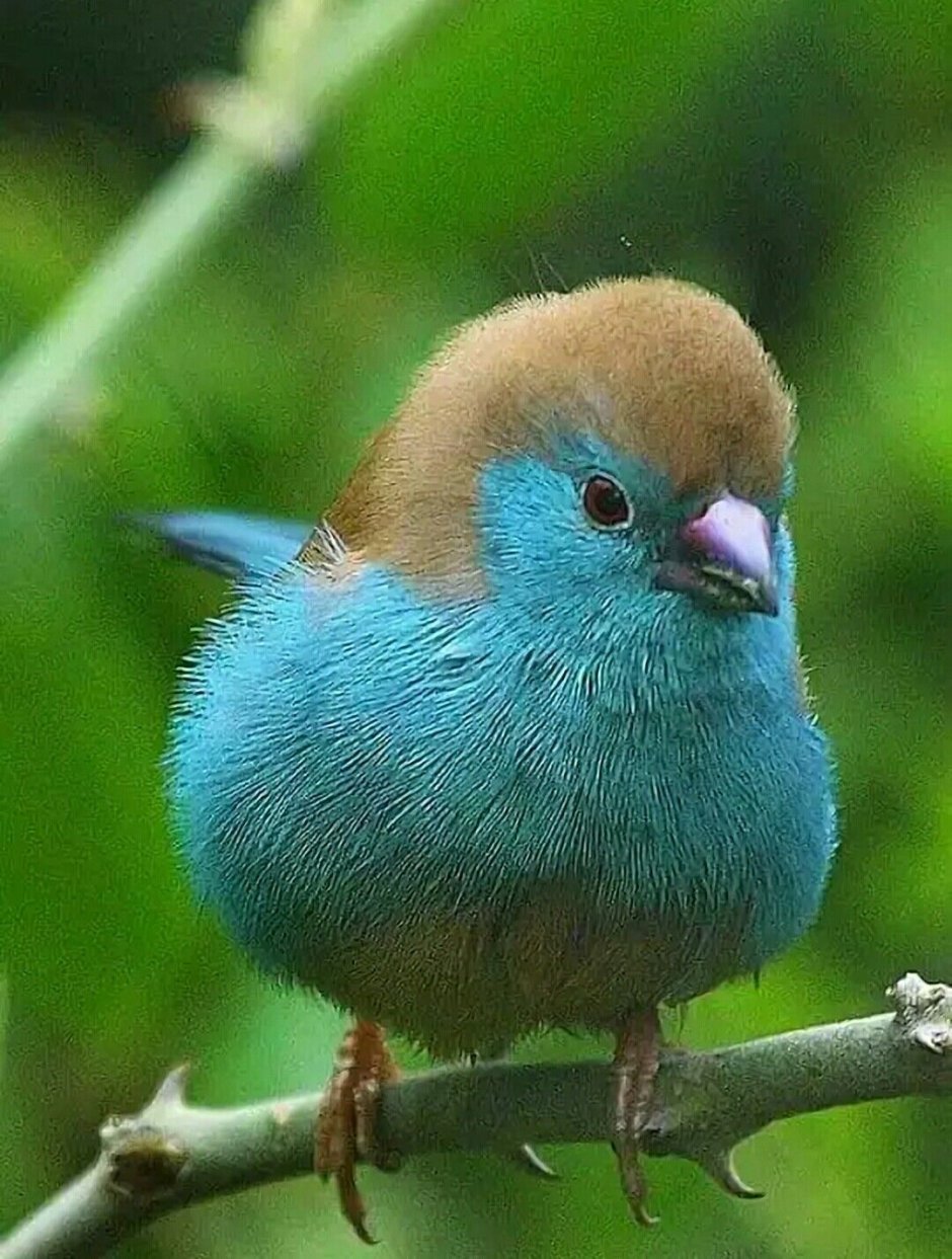 Птица Blue Waxbill
