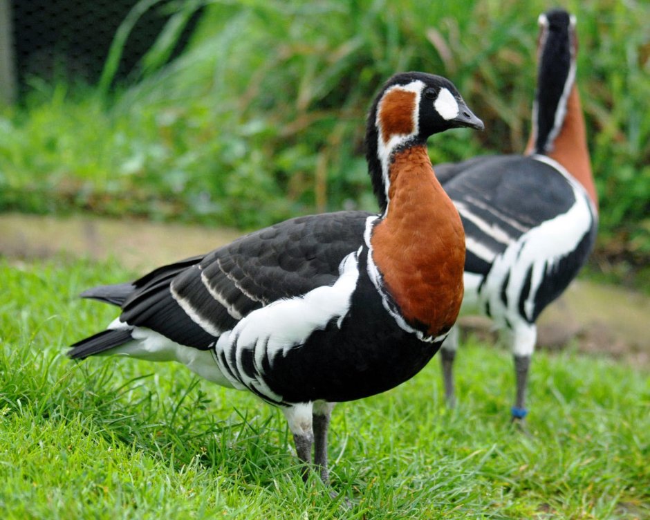 Nene Goose and Mongoose
